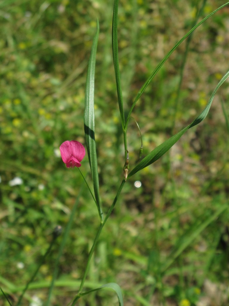 Lathyrus nissolia